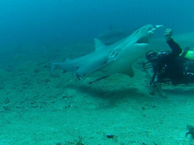 Tiburones del caribe